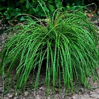 Туя ВИПКОРД складчатая  Туя ВИПКОРД складчатая в Дзержинске