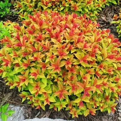 Спирея ГОЛДФЛЕЙМ  Спирея ГОЛДФЛЕЙМ в Дзержинске