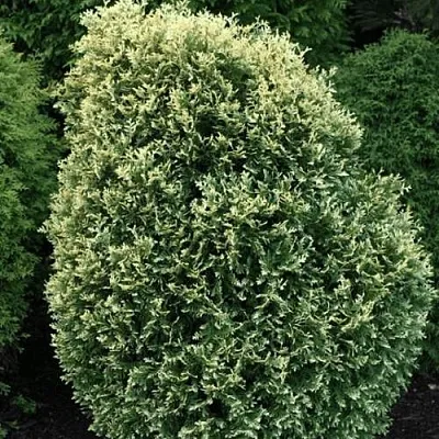 Туя ЛИТОМИШИЛ западная  Туя ЛИТОМИШИЛ западная в Дзержинске