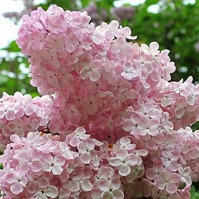 Сирень ВЕЧЕРНИЙ ЗВОН  Сирень ВЕЧЕРНИЙ ЗВОН в Дзержинске