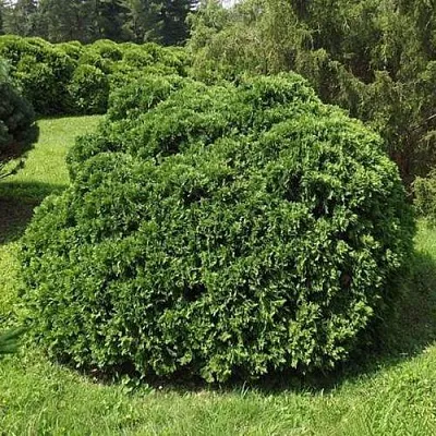 Туя УМБРАКУЛИФЕРА западная  Туя УМБРАКУЛИФЕРА западная в Дзержинске