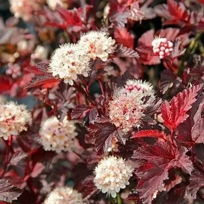 Пузыреплодник ЛЕДИ ИН РЕД  Пузыреплодник ЛЕДИ ИН РЕД в Дзержинске