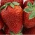 Клубника ФЛАМИНИЯ в Дзержинске