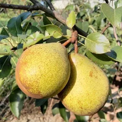 Груша ГЕНЕРАЛ ЛЕКЛЕРК Груша ГЕНЕРАЛ ЛЕКЛЕРК