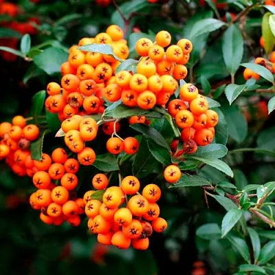 Пираканта ОРАНЖ ГЛОУ  Пираканта ОРАНЖ ГЛОУ в Дзержинске