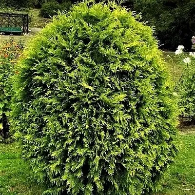 Туя ТИП ТОП западная  Туя ТИП ТОП западная в Дзержинске