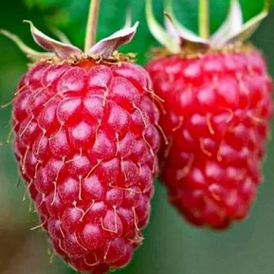 Малина ремонтантная Бриллиантовая Малина ремонтантная Бриллиантовая