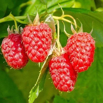 Малина ИЗОБИЛЬНАЯ  Малина ИЗОБИЛЬНАЯ в Дзержинске