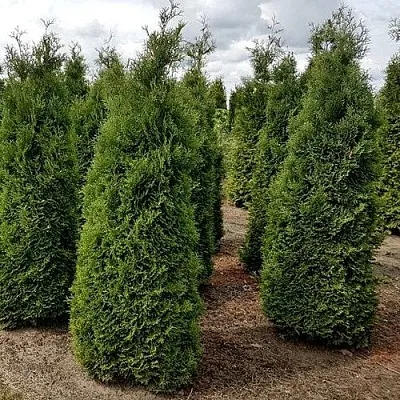 Туя ХОЛМСТРУП западная  Туя ХОЛМСТРУП западная в Дзержинске