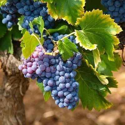 Виноград ЗИЛГА  Виноград ЗИЛГА в Дзержинске