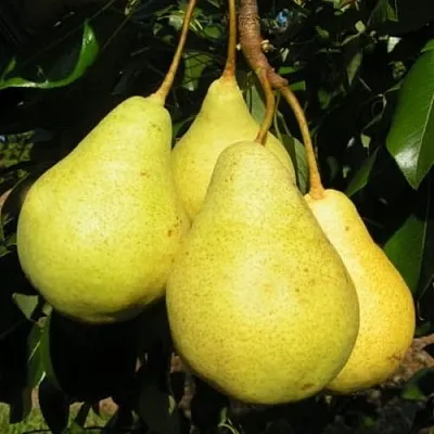 Груша ВИЛИЯ  Груша ВИЛИЯ в Дзержинске