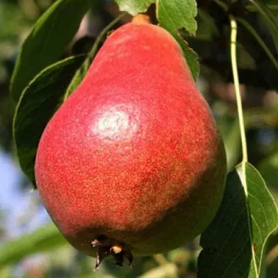 Груша НАРЯДНАЯ ЕФИМОВА  Груша НАРЯДНАЯ ЕФИМОВА в Дзержинске