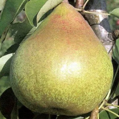 Груша КОРОЛЛА  Груша КОРОЛЛА в Дзержинске