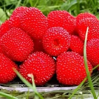 Малина ТИБЕТСКАЯ (РОЗОЛИСТНАЯ)  Малина ТИБЕТСКАЯ (РОЗОЛИСТНАЯ) в Дзержинске