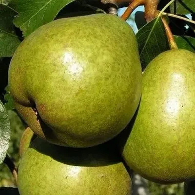 Груша ЯСАЧКА  Груша ЯСАЧКА в Дзержинске