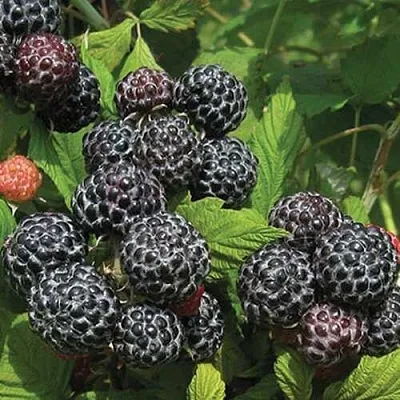 Малина БРИСТОЛЬ  Малина БРИСТОЛЬ в Дзержинске