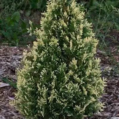 Туя БРАБАНТ ВАРИЕГАТТА западная  Туя БРАБАНТ ВАРИЕГАТТА западная в Дзержинске