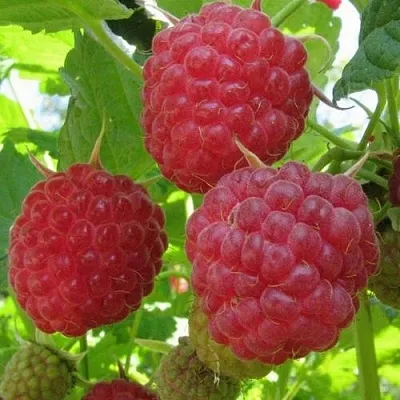 Малина НОВОСТЬ КУЗЬМИНА  Малина НОВОСТЬ КУЗЬМИНА в Дзержинске