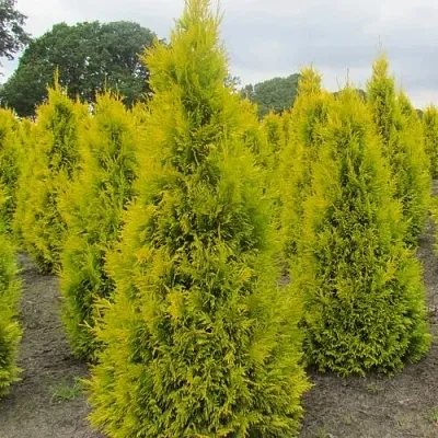 Туя САНКИСТ западная  Туя САНКИСТ западная в Дзержинске