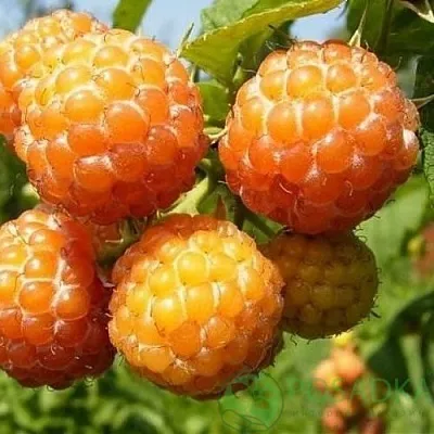 Малина КУМБЕРЛЕНД желтая  Малина КУМБЕРЛЕНД желтая в Дзержинске