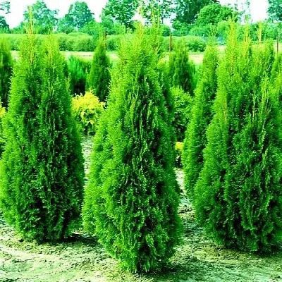 Туя ВИДМАНТ западная  Туя ВИДМАНТ западная в Дзержинске