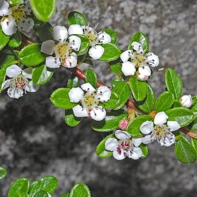 Кизильник ТАНГСТЕДТ горизонтальный   Кизильник ТАНГСТЕДТ горизонтальный  в Дзержинске