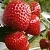 Клубника АРГЕНТЕРА в Дзержинске
