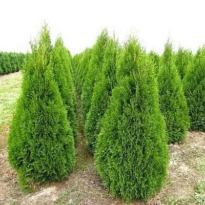 Туя СМАРАГД западная  Туя СМАРАГД западная в Дзержинске