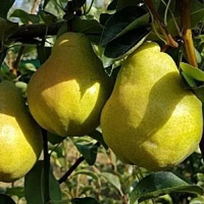 Груша СОКРОВИЩЕ  Груша СОКРОВИЩЕ в Дзержинске