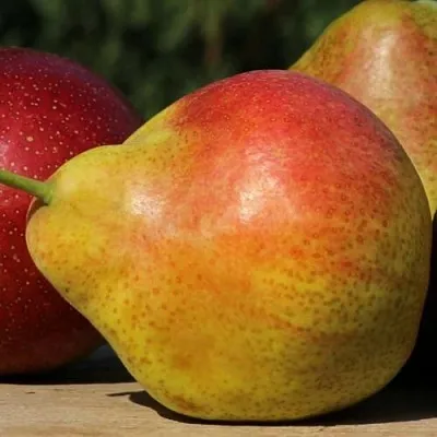 Груша ТАТЬЯНА  Груша ТАТЬЯНА в Дзержинске