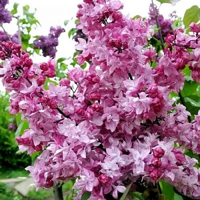 Сирень ОЛИМПИАДА КОЛЕСНИКОВА  Сирень ОЛИМПИАДА КОЛЕСНИКОВА в Дзержинске