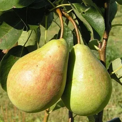 Груша ДУХМЯНАЯ  Груша ДУХМЯНАЯ в Дзержинске