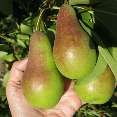 Груша ТАЛГАРСКАЯ КРАСАВИЦА  Груша ТАЛГАРСКАЯ КРАСАВИЦА в Дзержинске