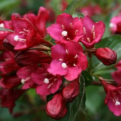 Вейгела ЕВА РАТКЕ  Вейгела ЕВА РАТКЕ в Дзержинске