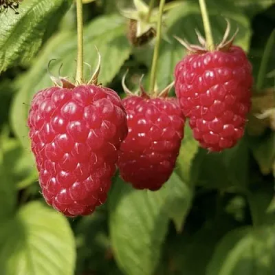 Малина МАПЕМА  Малина МАПЕМА в Дзержинске