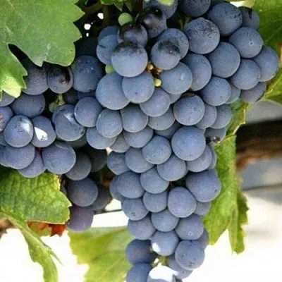 Виноград ЧЕСУРАН  Виноград ЧЕСУРАН в Дзержинске