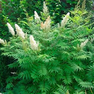 Рябинник рябинолистный СЭМ  Рябинник рябинолистный СЭМ в Дзержинске