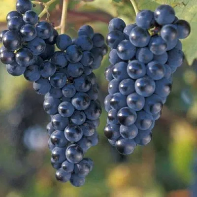 Виноград МАРКЕТТ  Виноград МАРКЕТТ в Дзержинске