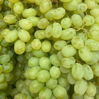 Зеленый в Дзержинске