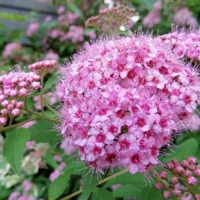 Розовая в Дзержинске