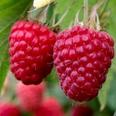 Средняя в Дзержинске