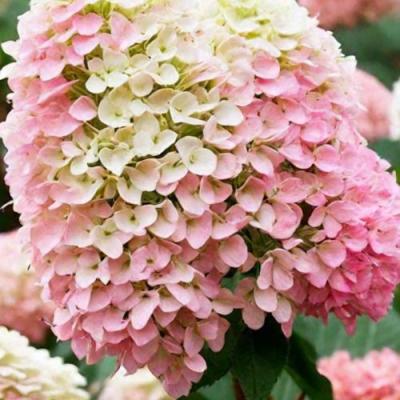 Низкорослые (карликовые) в Дзержинске