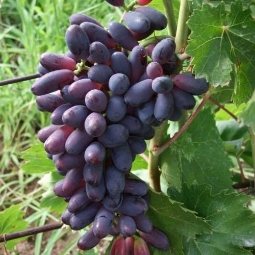 Виноград КИШМИШ ЯСЯ в Дзержинске