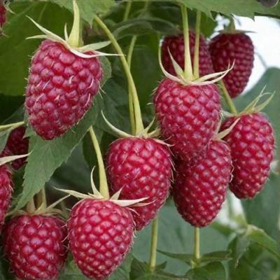 Высокая в Дзержинске