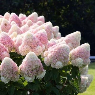 Бело-розовая в Дзержинске