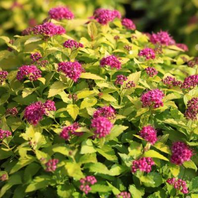 Японская в Дзержинске