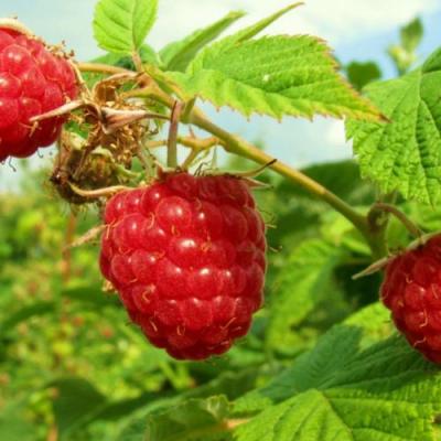 Бесшипная в Дзержинске