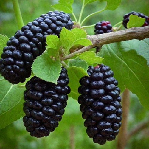 Шелковица плакучая в Дзержинске