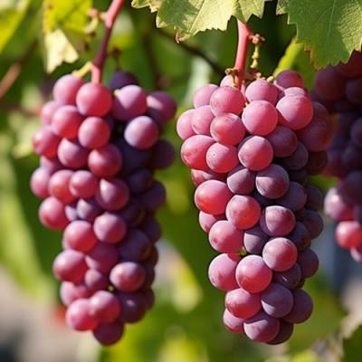 Фиолетовый в Дзержинске