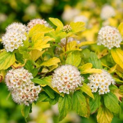 Желтый в Дзержинске